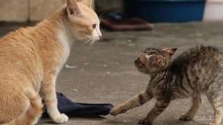 ลูกแมวต่อสู้เป็นครั้งแรกกับแมวโต ลูกแมวป้องกัน --Cats and Kittens Meowing