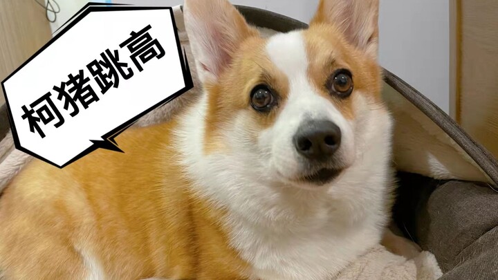 Pernah lihat Corgi lompat tinggi? Ternyata ada juga gerakan persiapannya!