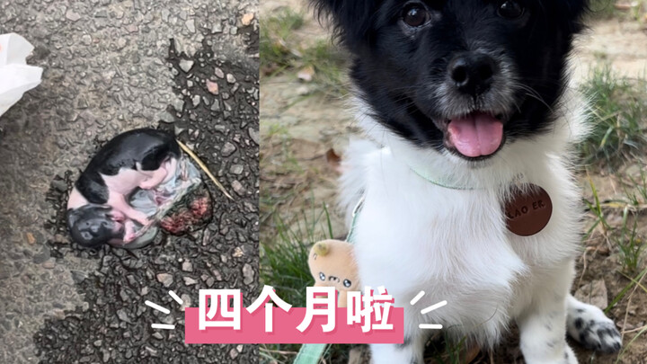 当时那个躺在马路上带着胎衣奄奄一息的小狗也被我养大啦～