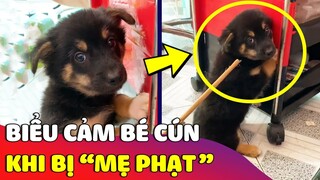 Biểu cảm hài hước của chú chó 'RUN THEO NHỊP' CHỬI khi cắn đồ bị mẹ phạt 😅 | Gâu Đần