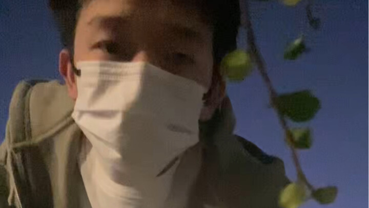 Ditto，睡醒跳跳看