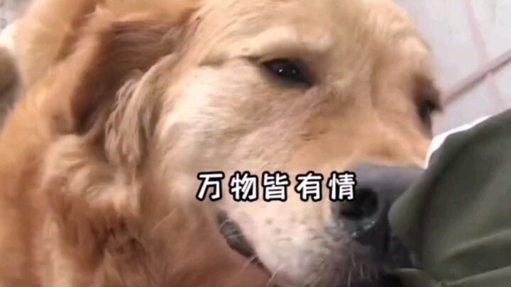 "Anjing juga punya perasaan, hanya saja mereka tidak bisa mengungkapkannya dengan kata-kata."