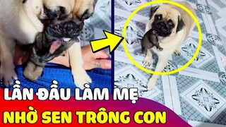 Chú chó 'LẦN ĐẦU LÀM MẸ' suốt ngày tha con mình đi nhờ anh sen 'CHĂM HỘ' 😅 | Gâu Đần