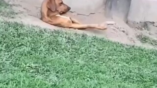 Bước bước theo cô nàng 🤣