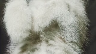 এই মিয়া তুমি কি বাচাই আছো