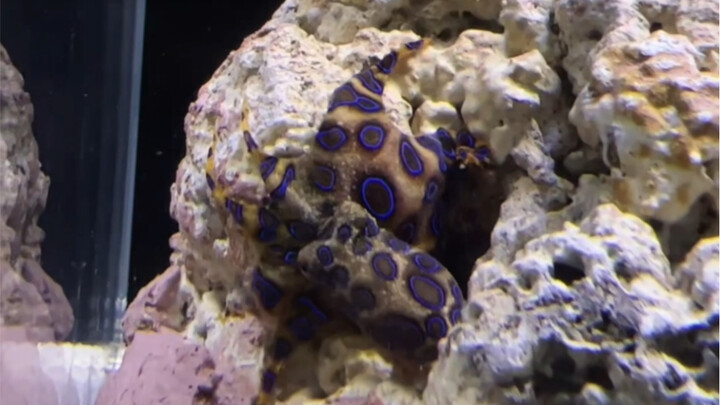 The highly venomous blue-ringed octopus scared the creator so much they moved house...