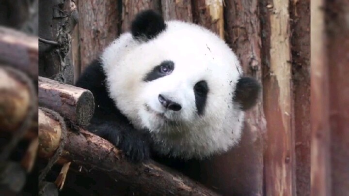 [Pandas] Panda He Hua Is So Chubby And So Cute