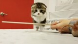 [Động vật] Những em mèo con siêu cưnggg, muốn bắt về nuôi ghê!