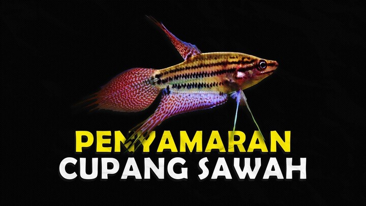 KENAPA GURAMI SERAK SERING DIANGGAP CUPANG DI PERAIRAN SAWAH