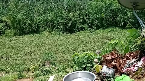 lawak ng talongan