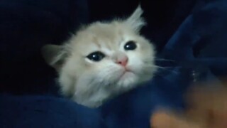哄小猫咪睡觉