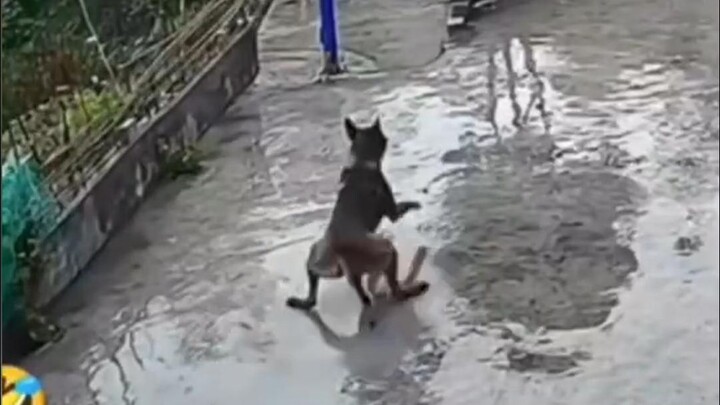 If you don’t check the surveillance footage, the dog will suspect its owner for the rest of its life
