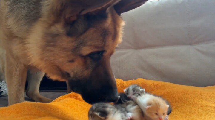 After the Golden Retriever, it's the German Shepherd's turn.