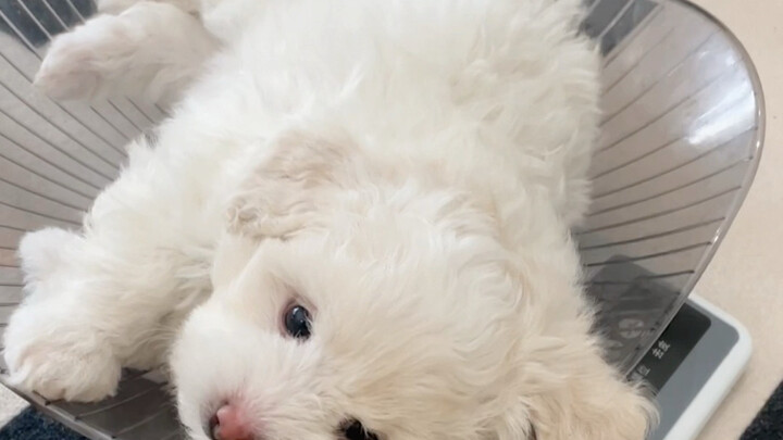 What does a just-one-month-old, super-cute puppy do all day when he’s being so disciplined?