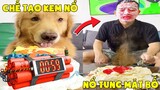 Thú Cưng Vlog | Tứ Mao Ham Ăn Đại Náo Bố #16 | Chó gâu đần thông minh vui nhộn | Smart dog funny pet