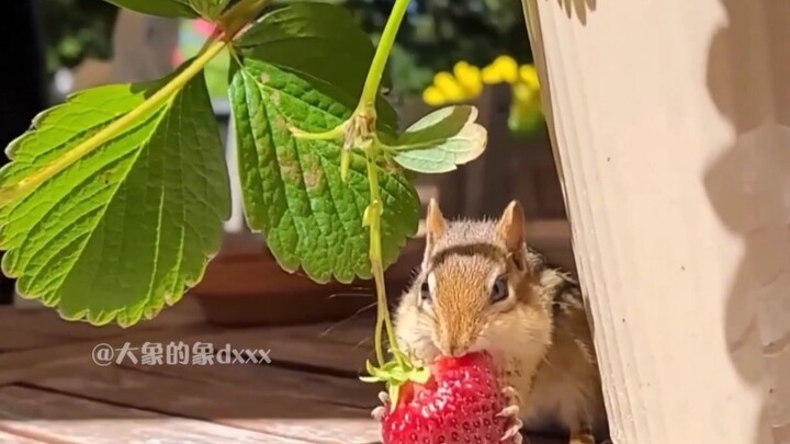 A little squirrel came to steal some strawberries! After its fill, it even packs some to go—cheeks p