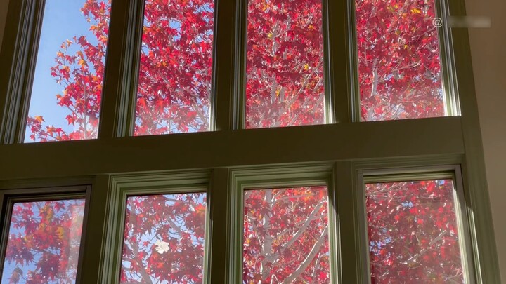 vlog |. Ternyata adegan di "Surat Cinta" Shunji Iwai itu nyata.