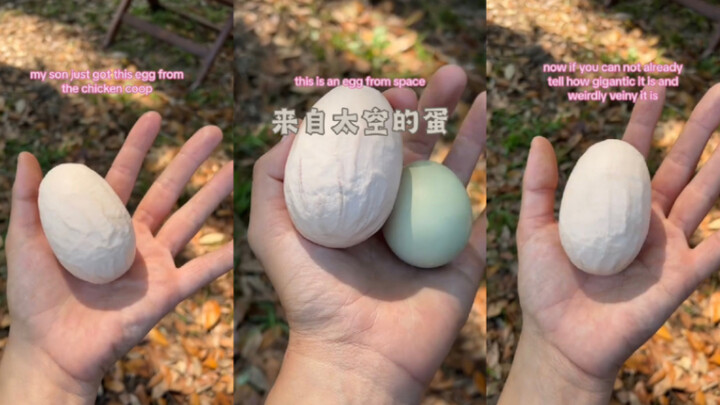 Anak saya menemukan telur yang sepertinya berasal dari planet lain.