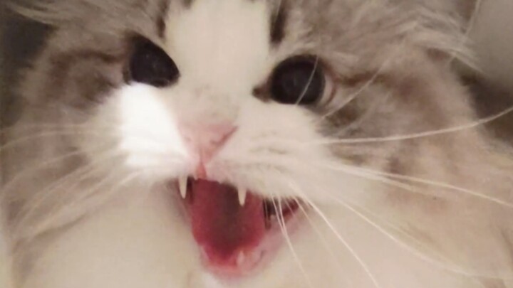 Mèo: Tôi không muốn đi làm á á á!!!