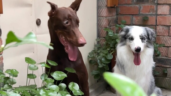 Apa yang membuat Border Collie cemburu berat?