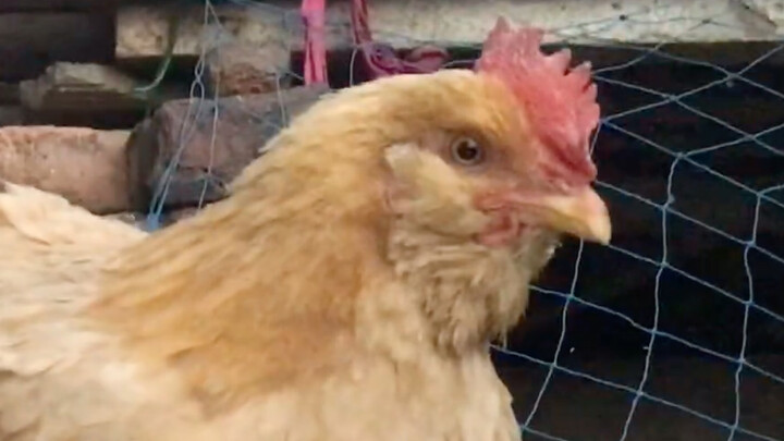 My hen climbs the wall regularly each day