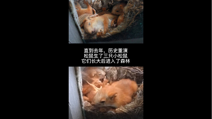 ครอบครัวกระรอกแห่งรัสเซีย