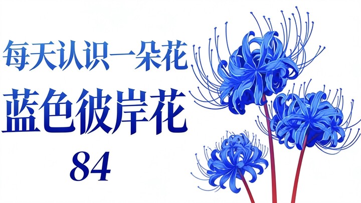 ภาษาดอกไม้ของดอกบัวสายสีน้ำเงินคือดอกไม้อันเป็นความเสียใจที่อูซุยเฝ้าแสวงหาตลอดชีวิตแต่กลับมิอาจได้ม
