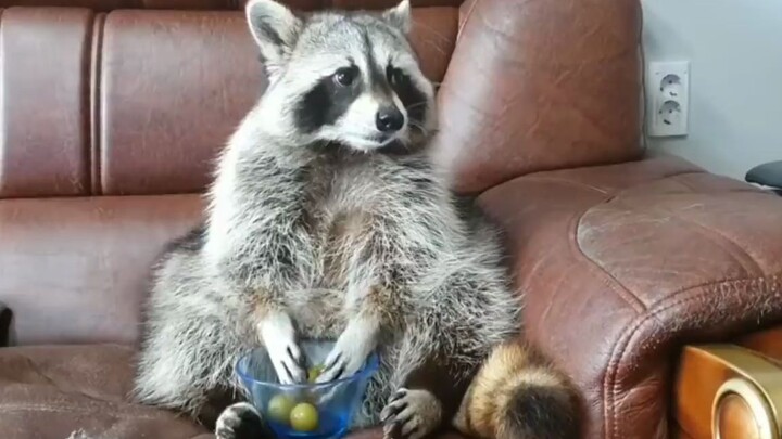 The moment the food was taken away, the raccoon's expression lit up...