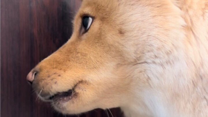 Chinese Village Dog: The Guard Dog That Suits Chinese Babies’ Physiques Best