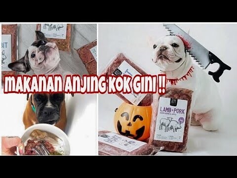 REVIEW MAKANAN ANJING | KIN DOG FOOD | PALING JUJUR!!!   DOGFOOD INI TERNYATA!!!!