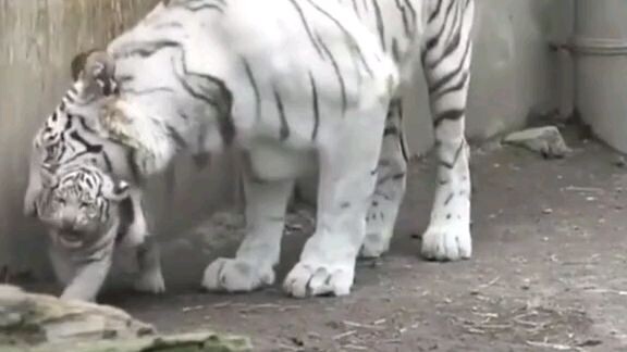 เจ้าเสือน้อย