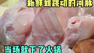 The puffer fish hotpot is so fresh that the meat is still throbbing