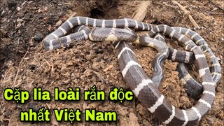 King Hoàng Phát Hiện Hang Ổ Loài Rắn Độc Nhất Việt Nam | Khôi Tv