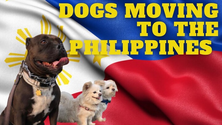 Detailed Dog Relocation Update | Moving to the Philippines | Fam Vlog #35