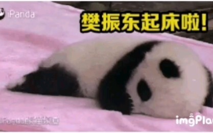 Yang paling menggemaskan di dunia ‖ Fan Zhendong