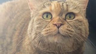 You lying here won't fill the kitty's belly!