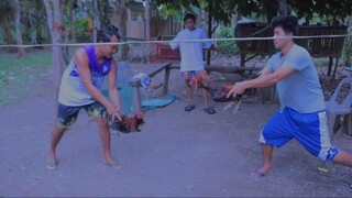 black mackrae vs lemon sparring