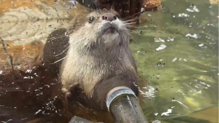What Happens When a Kid Feeds an Otter for the First Time?