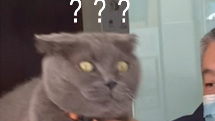 Are Cats at the Pet Hospital Professional?