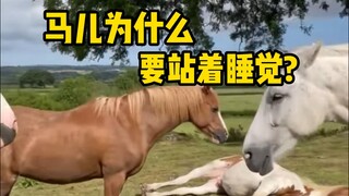 Why do horses sleep standing up? Actually, it has to do with their survival habits.