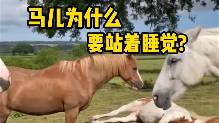ทำไมม้าถึงต้องยืนหลับ? จริงๆ แล้วมันเกี่ยวข้องกับนิสัยการดำรงชีวิตของพวกม้า