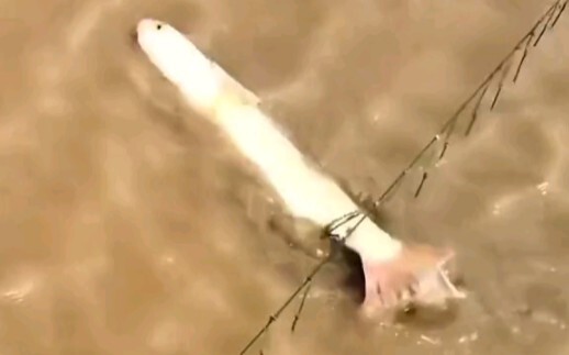 This big fish is doomed.
