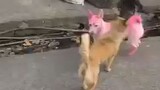 Pink dog support Leni