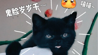 Một chú mèo đen nhỏ ngủ cũng phải vỗ về, dỗ dành mãi mới chịu ngủ! Đúng là cái cục bám người này! Bi