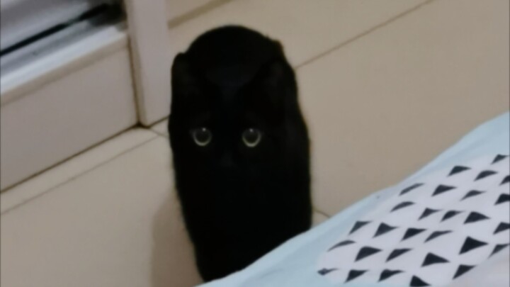 As soon as night falls, this little monster appears by the bedside.