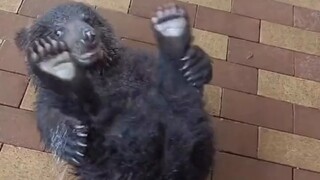 Spill the beans—where did you hide the monk's robe!