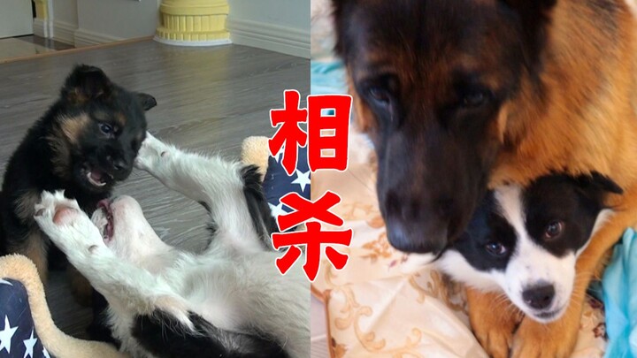 ลูกสุนัขเยอรมันเชพเพิร์ดถูกสุนัขเบลเยียมเมอลิตอยรังแก พอโตขึ้นก็พลิกกลับมาเอาคืนได้อย่างเด็ดขาด ช่าง