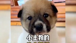 Dunia tidak bisa hidup tanpa anak anjing