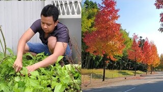 Bữa Cơm với Rau Cải và Ngắm Lá Đỏ | Út Đạt | Cuộc Sống Nhật | # 315