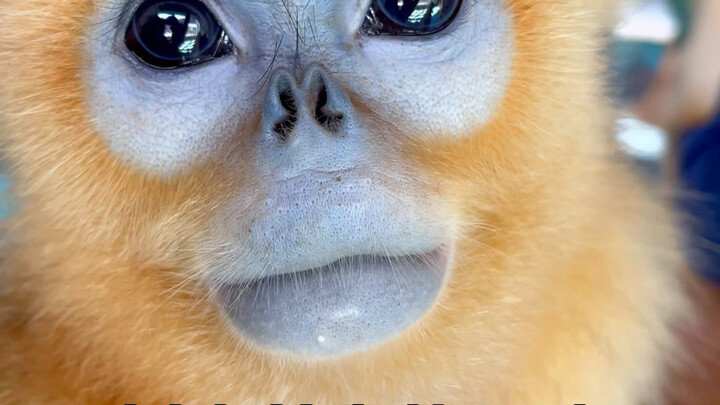 Khỉ vàng Tứ Xuyên có lòng trắng mắt không?